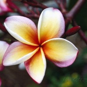 Meet your Posher, Jeanine